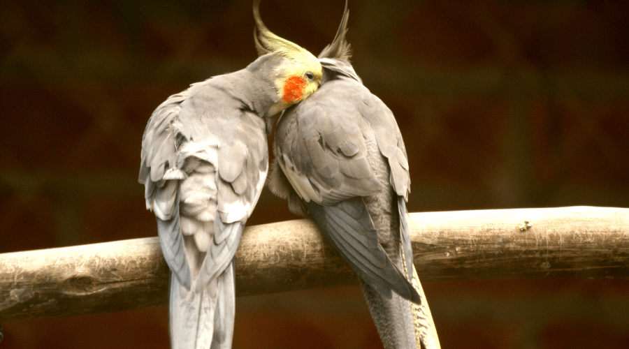 غذای عروس هلندی Cockatiels