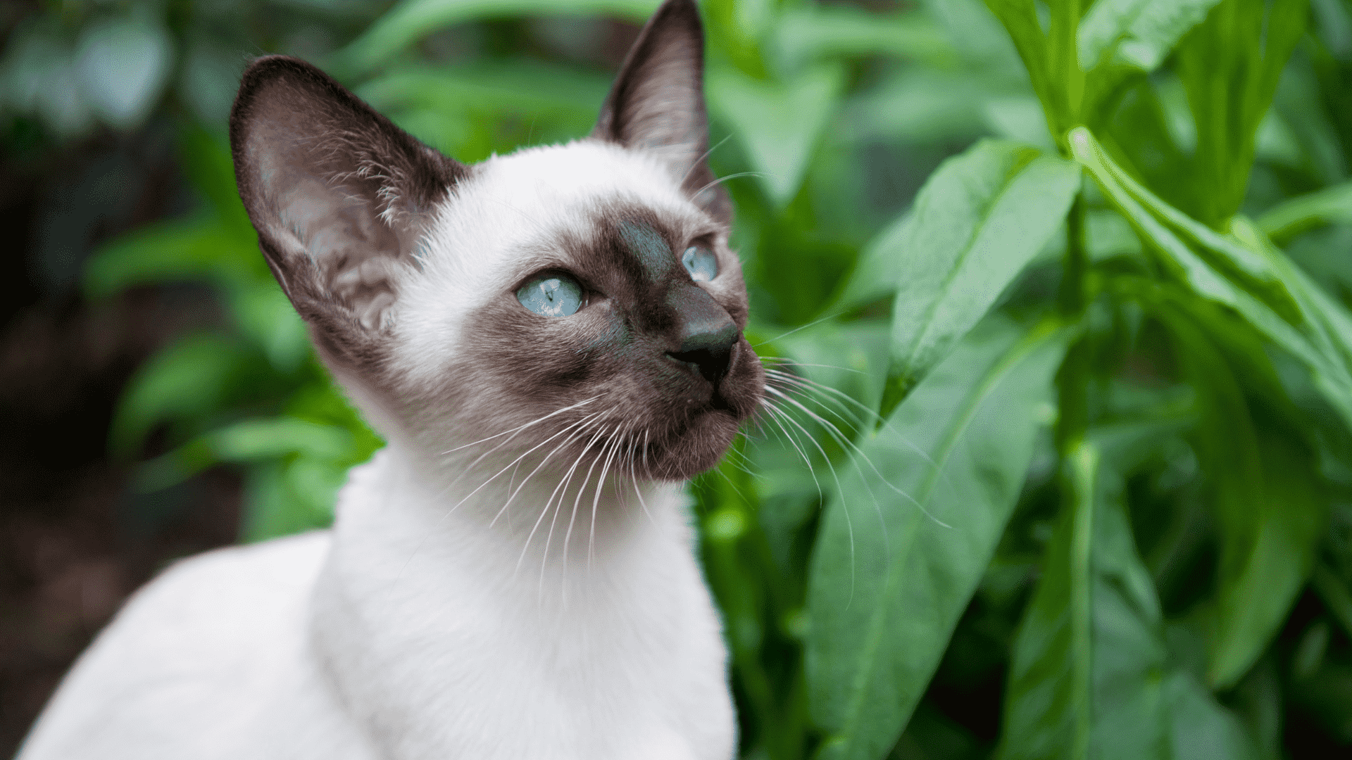 گربه سیامی سیل پوینت (Seal Point Siamese)