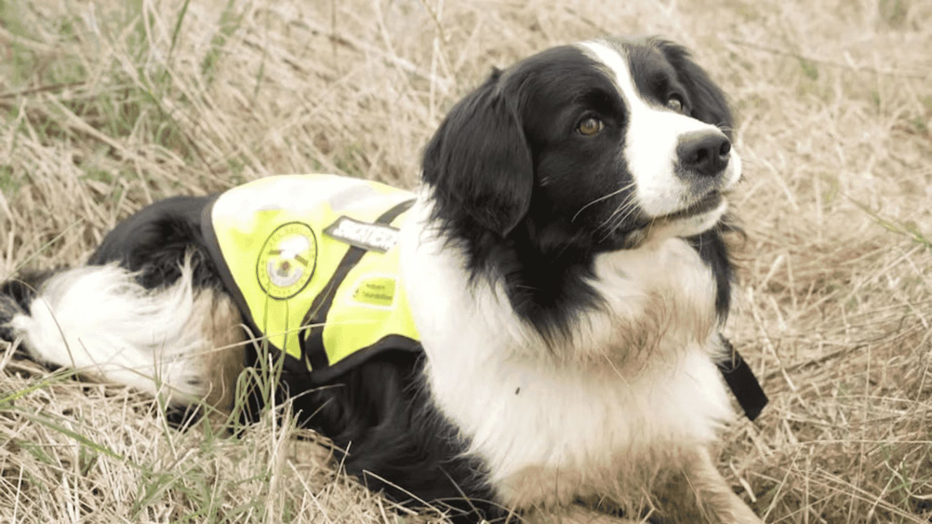 Border Collie کمک دهنده خدماتی