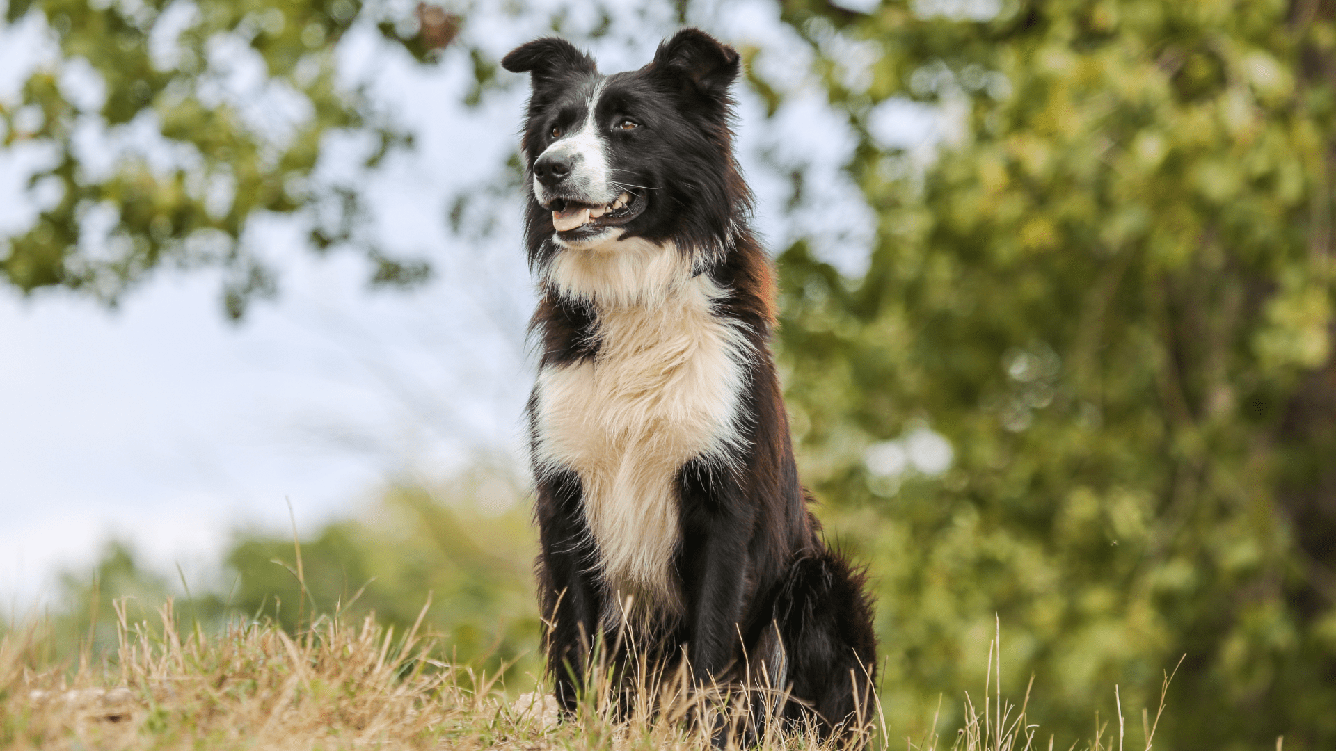 نابغه دنیای سگ هاBorder Collie