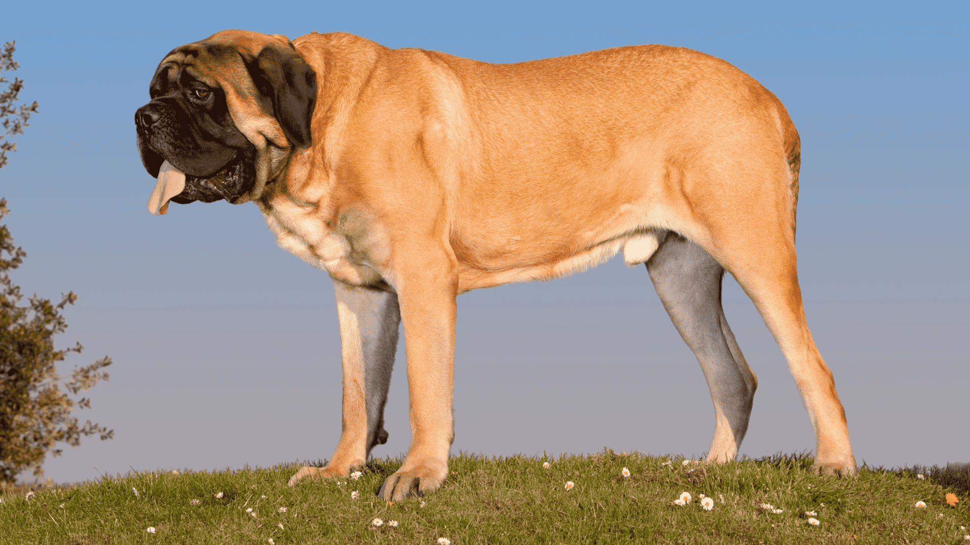 سگ Tibetan Mastiff