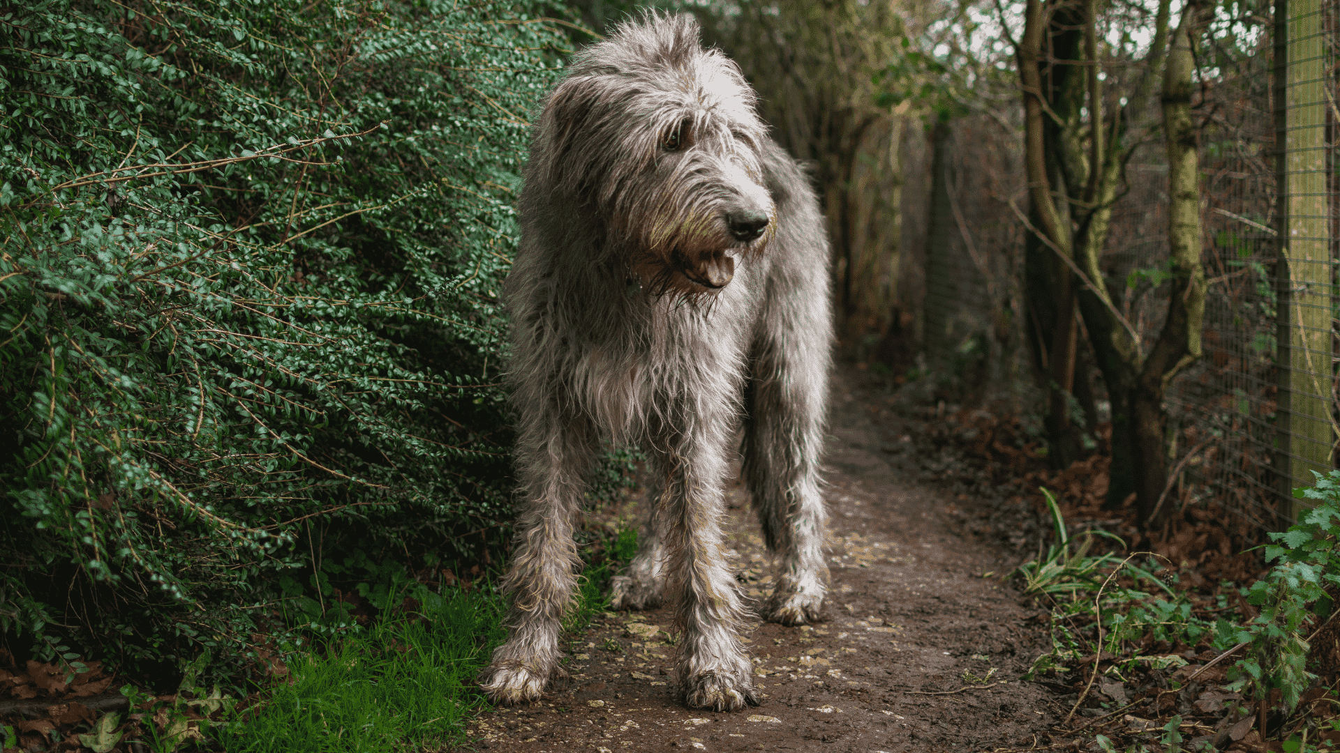 سگ Irish Wolfhound