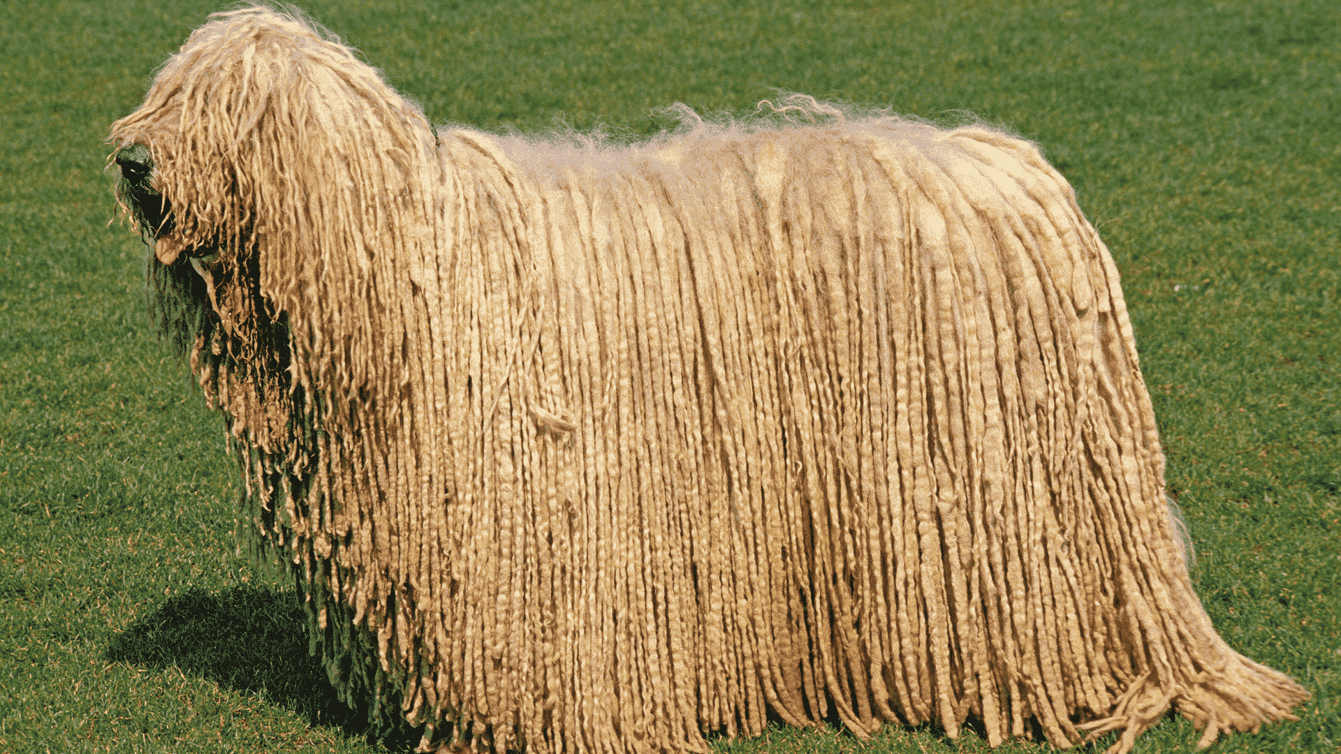 سگ Komondor