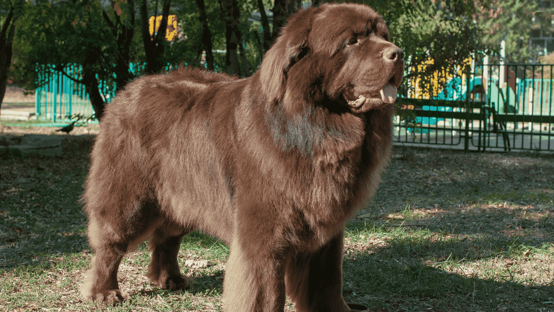 سگ Tibetan Mastiff