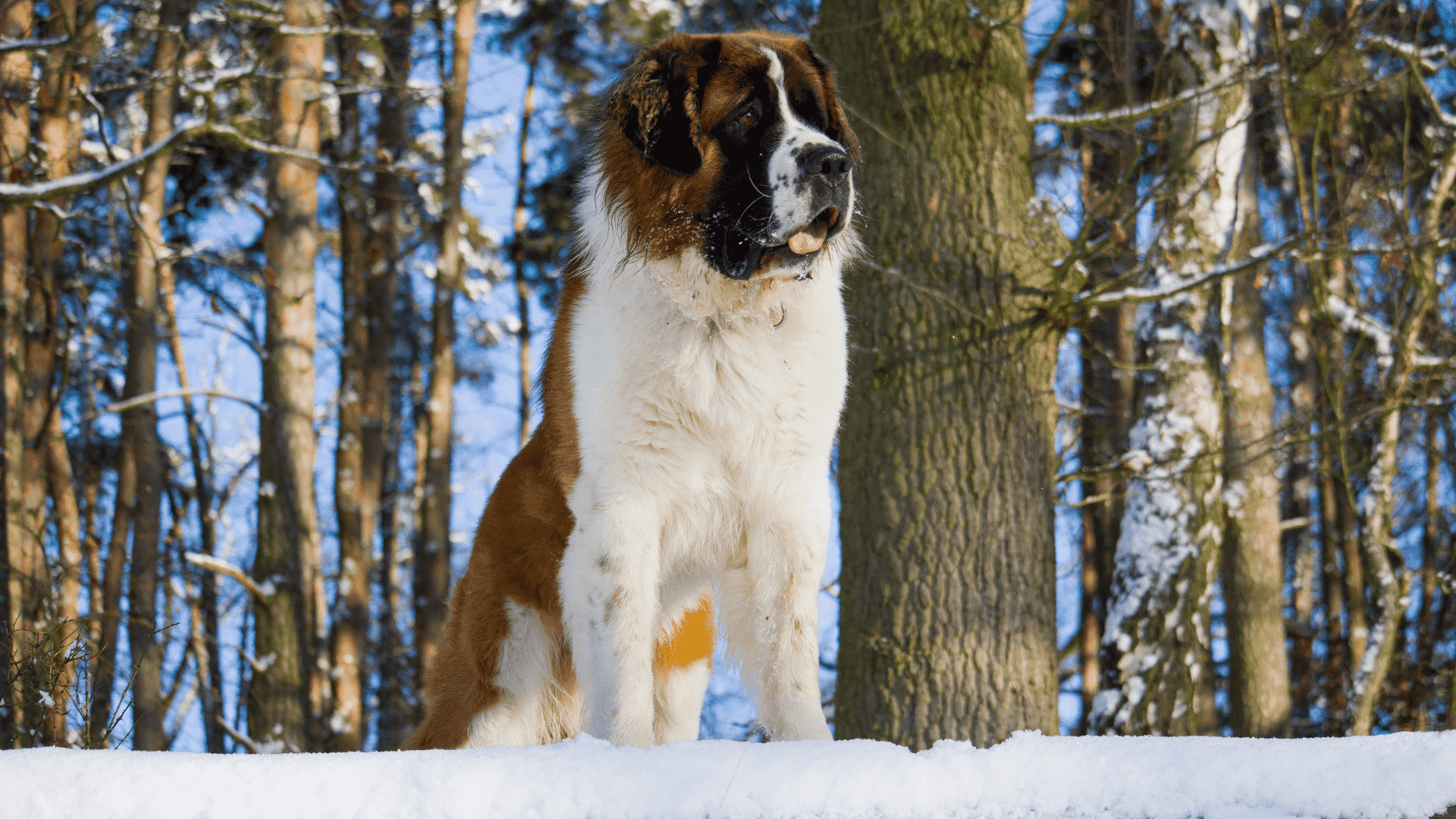 سگ Saint Bernard