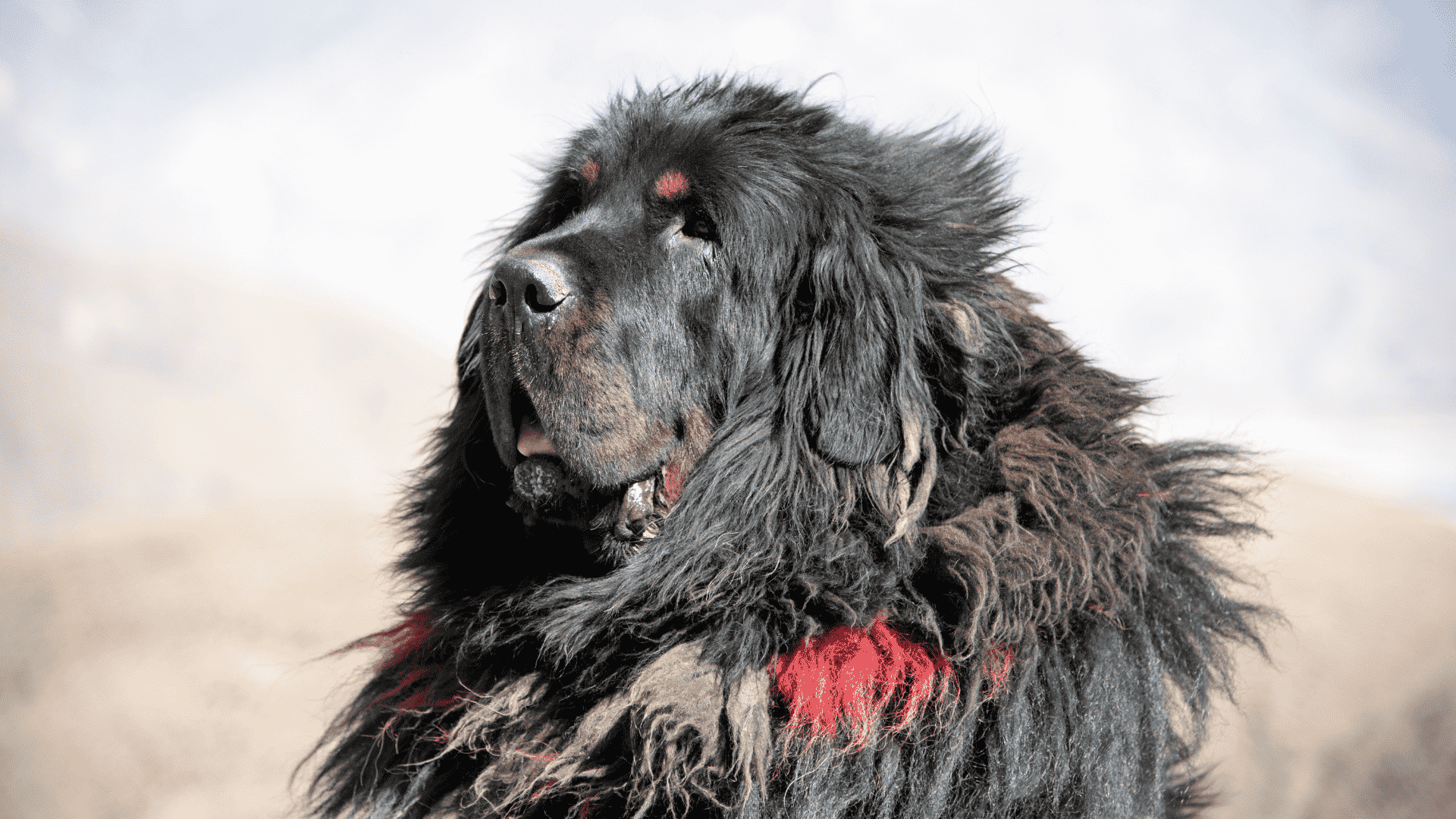 سگ Tibetan Mastiff