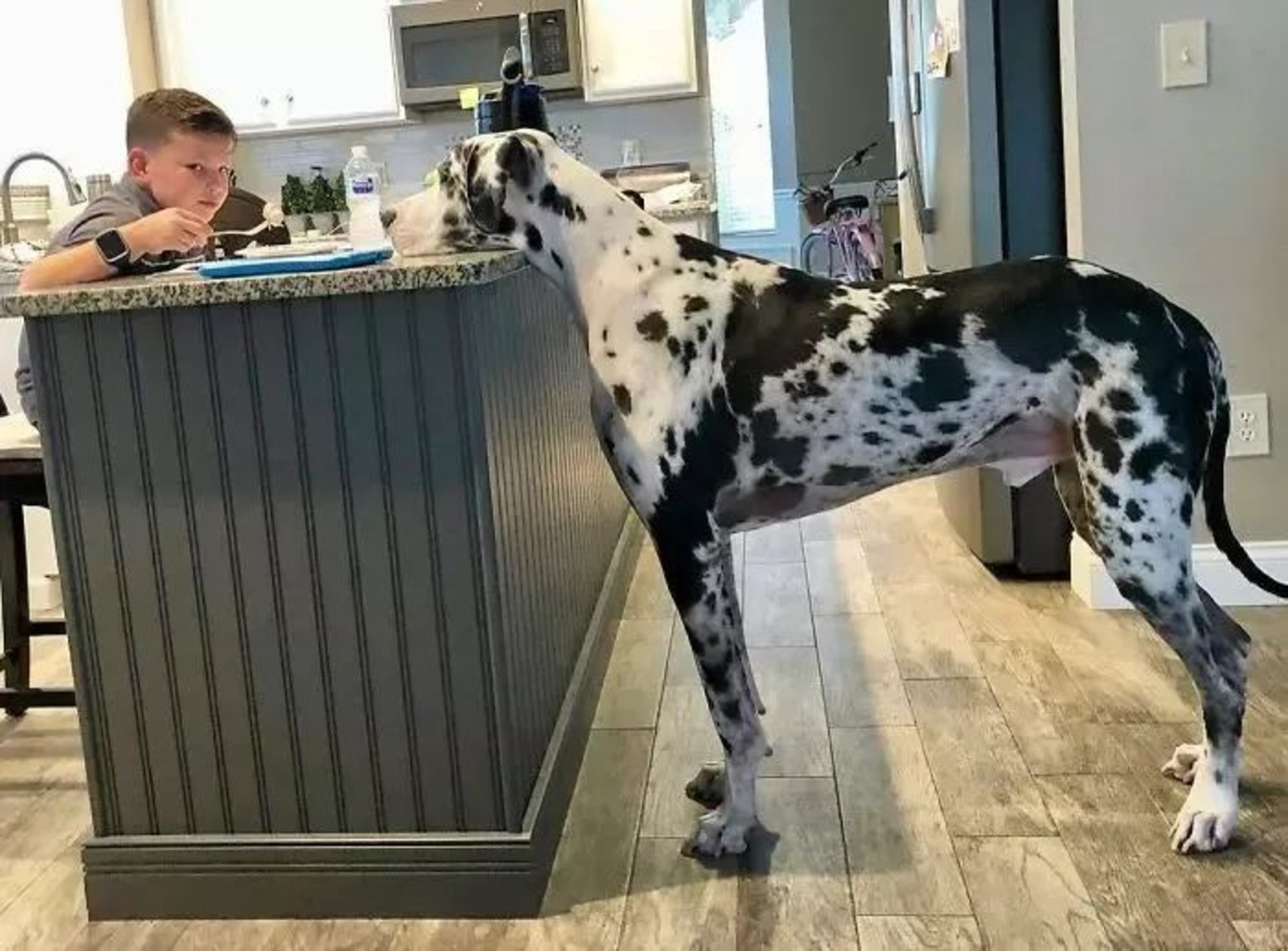 great dane dog بزرگترین سگ دنیا