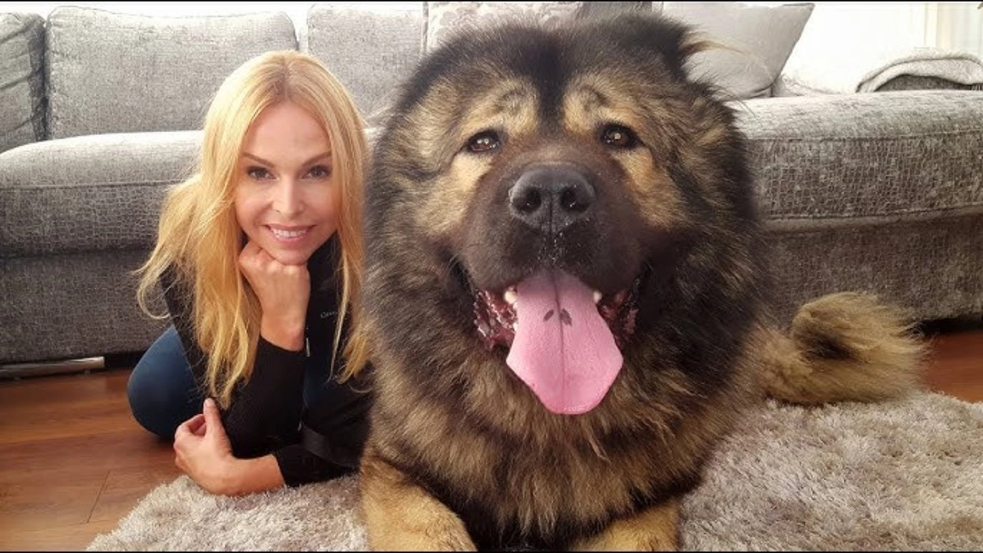 Caucasian Shepherd Dog بزرگ ترین سگ دنیا