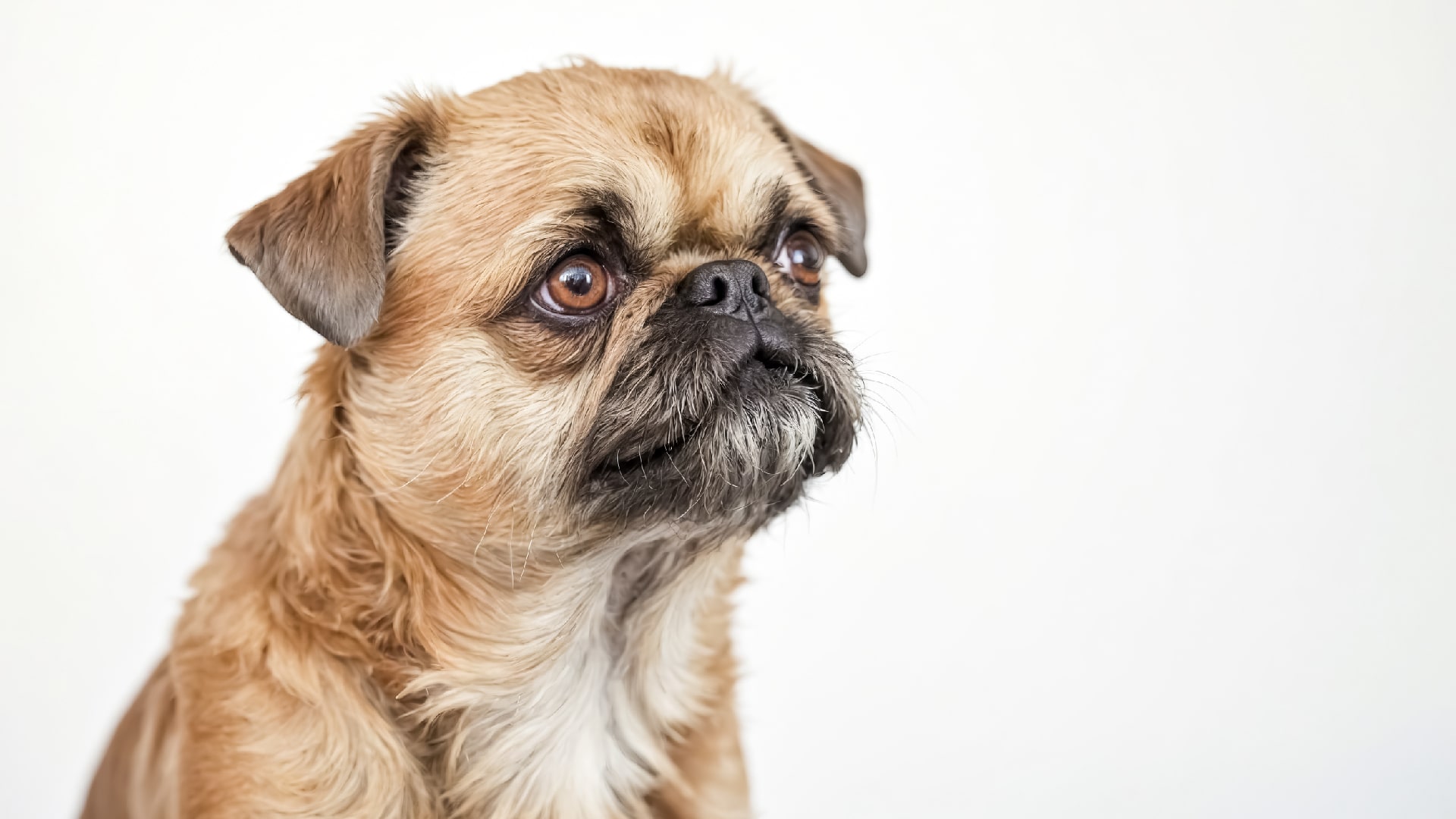 بروکسل گریفون (Brussels Griffon) کوچکترین سگ دنیا