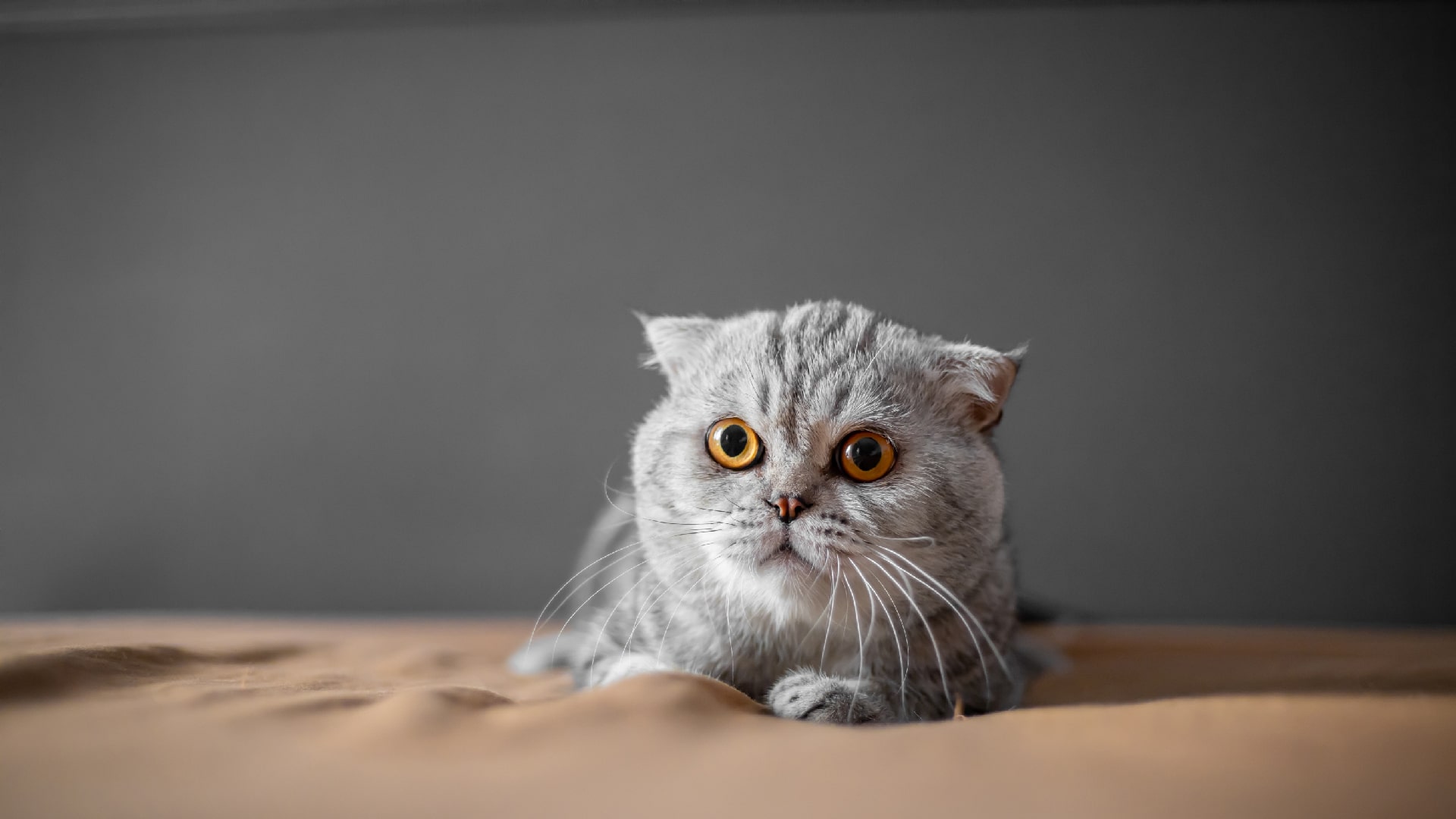 گربه اسکاتیش فولد (Scottish Fold)