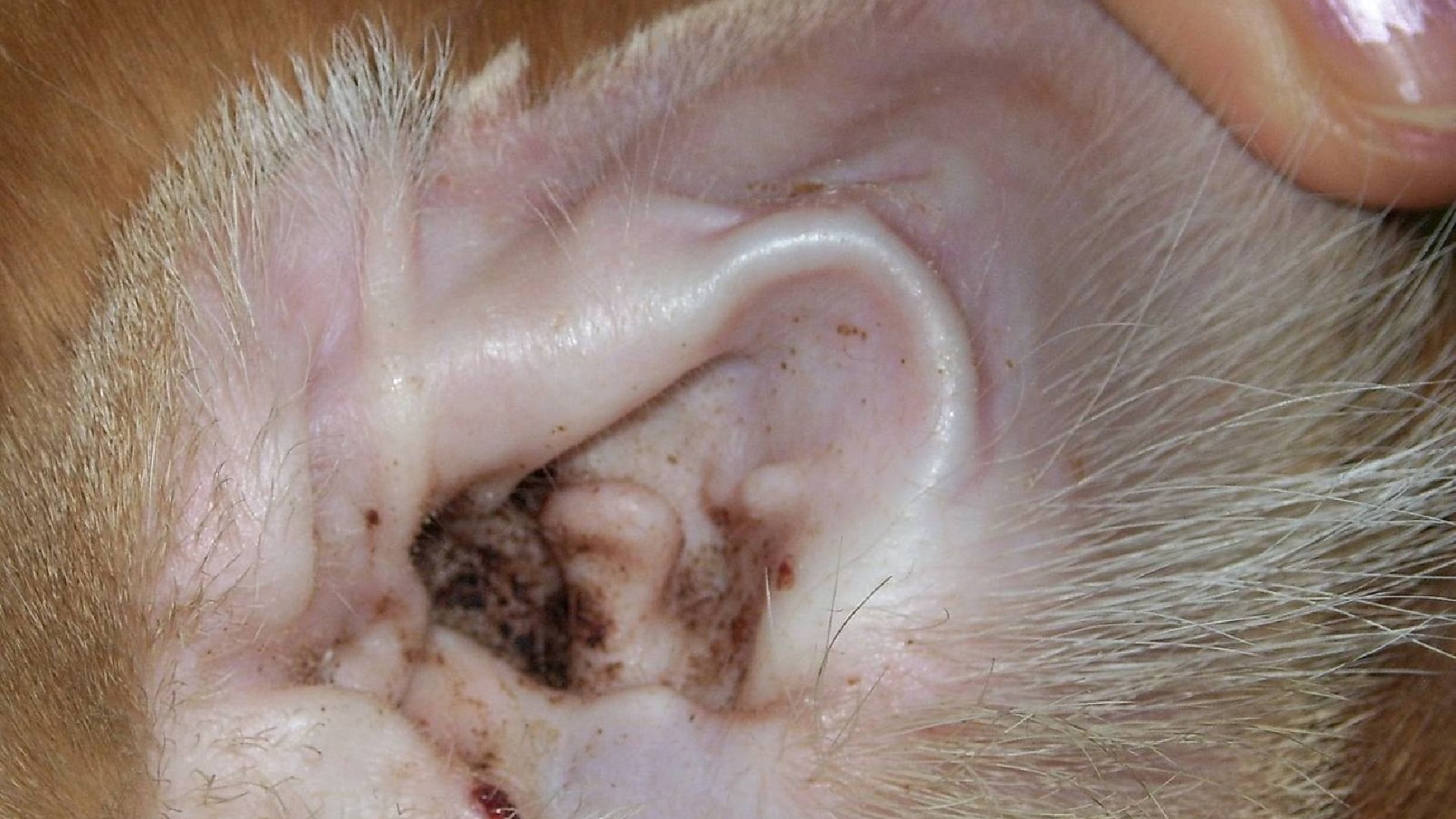 جرب گوش (Ear Mites)